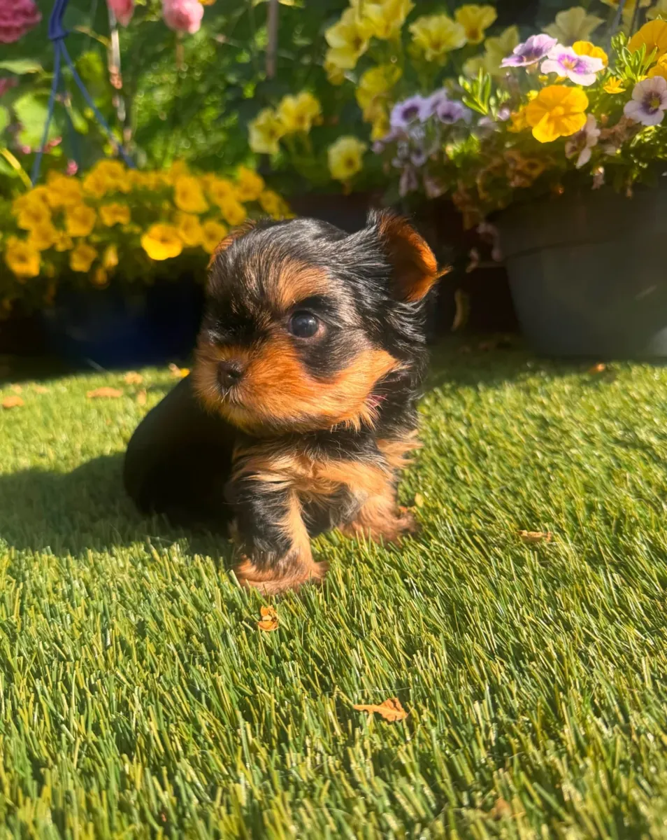 Chiot Yorkshire Terrier affectueux