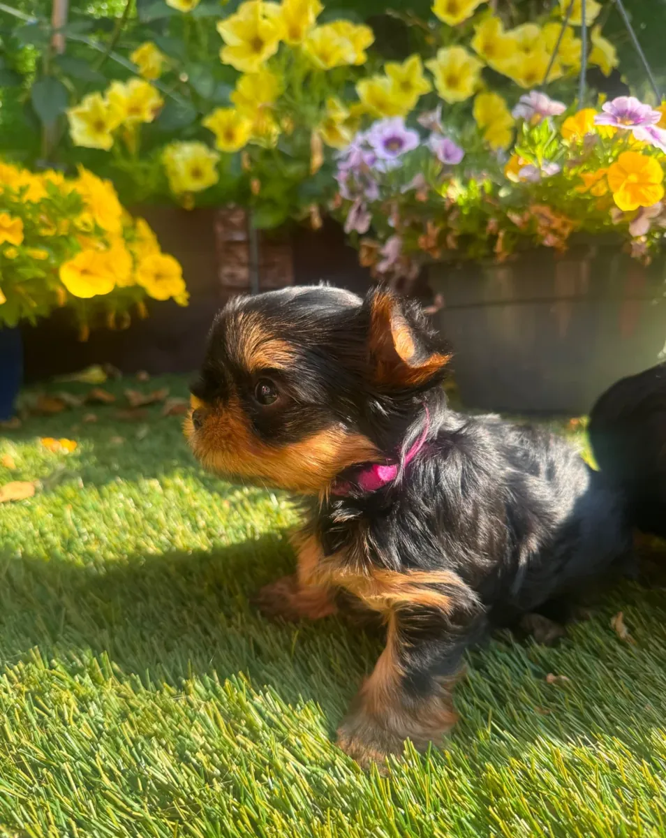 Chiot Yorkshire Terrier affectueux