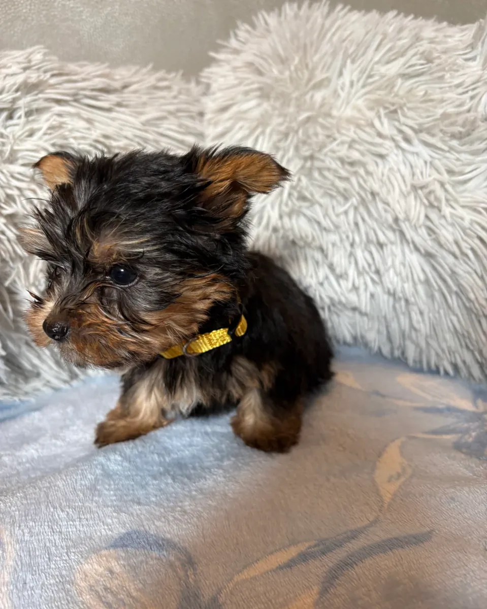 Engelhafte Teacup-Yorkie-Welpen