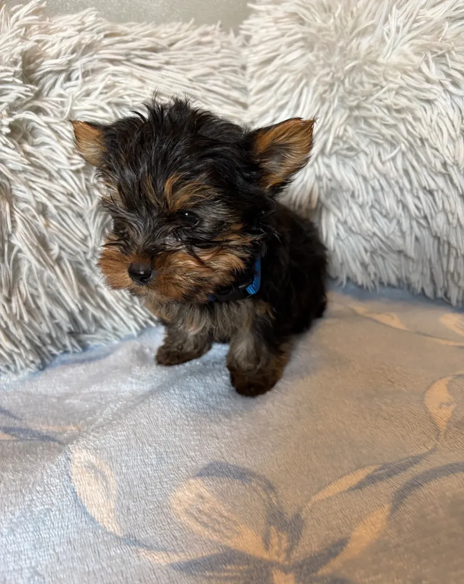 Geweldige Teacup Yorkshire Terrier-puppy's