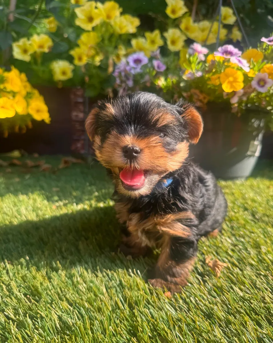 Yorkshire-Terrier-Welpe (reinrassig)
