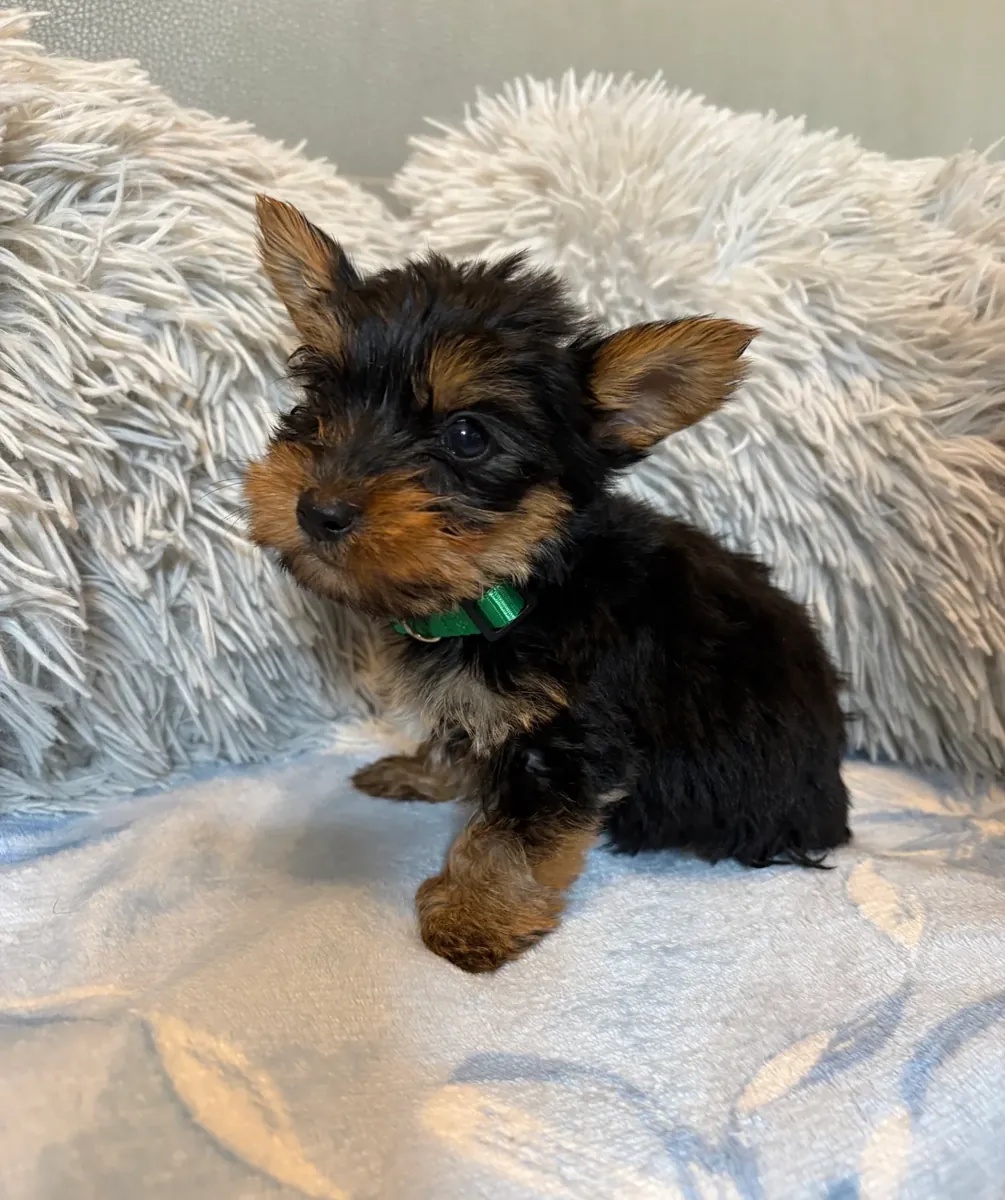 Små Yorkshire Terrier-hvalpe