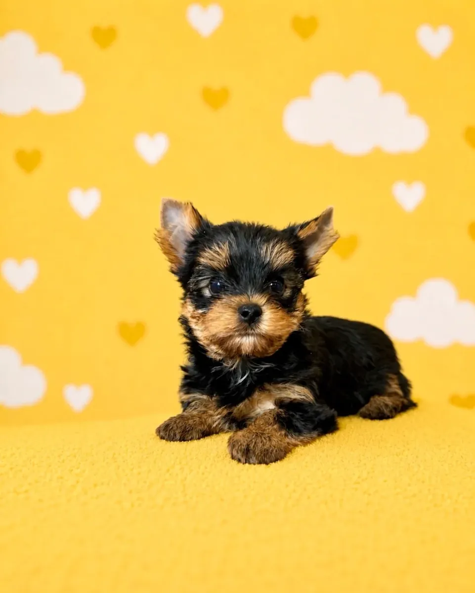 Beau yorkshire terrier pur race