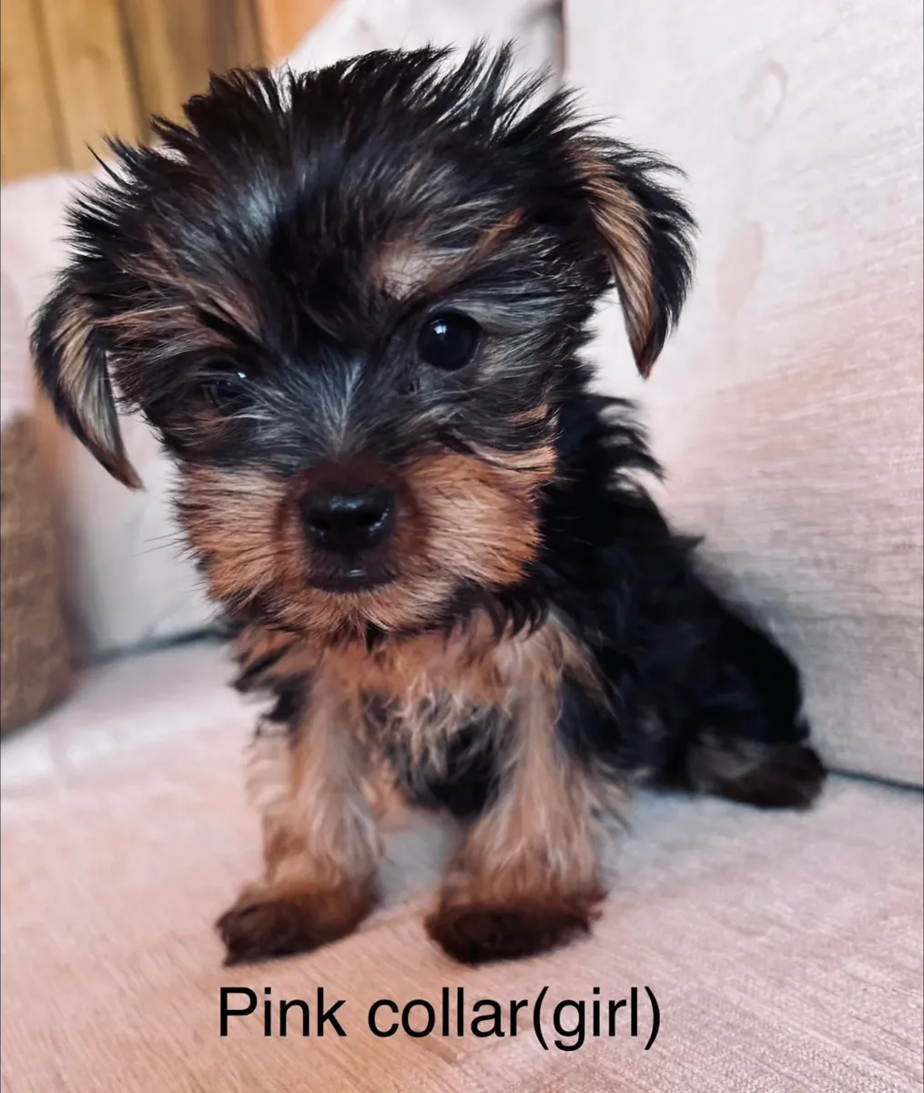 Chiots Yorkshire Terrier spéciaux (plus accessoires) pour tasse à thé