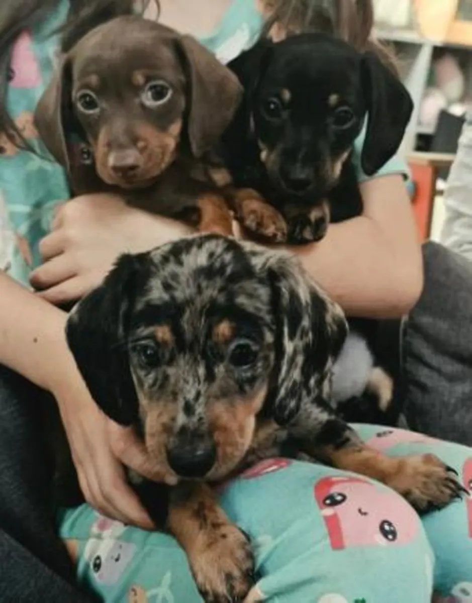 可爱的腊肠犬小狗