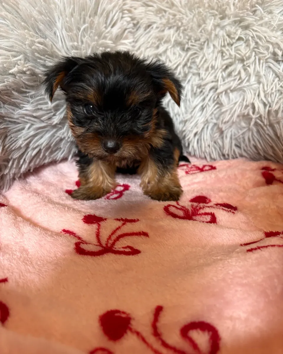 Chers chiots Teacup Yorkie~ 9 semaines Mâles et Femelles