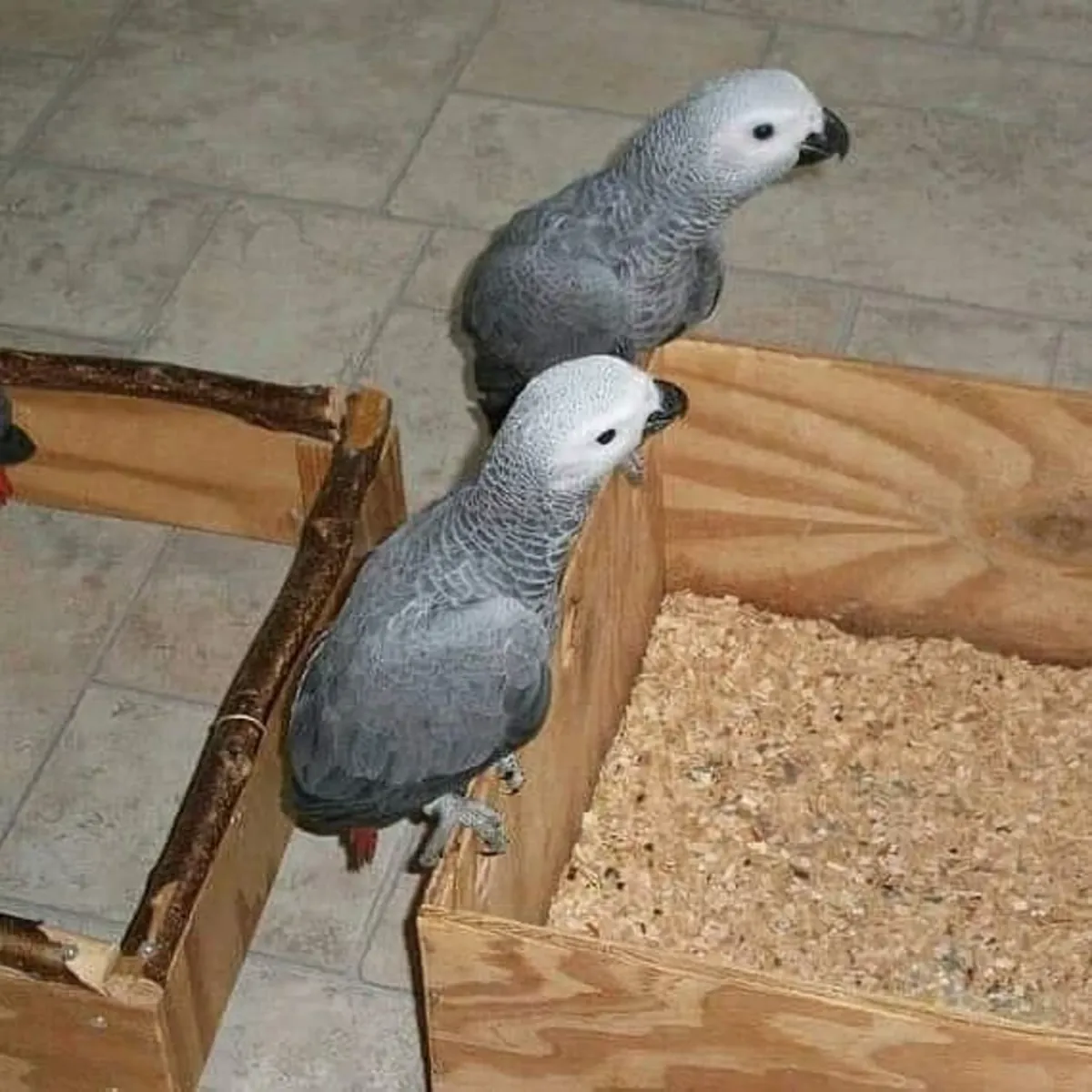 Ara et perroquets gris disponibles