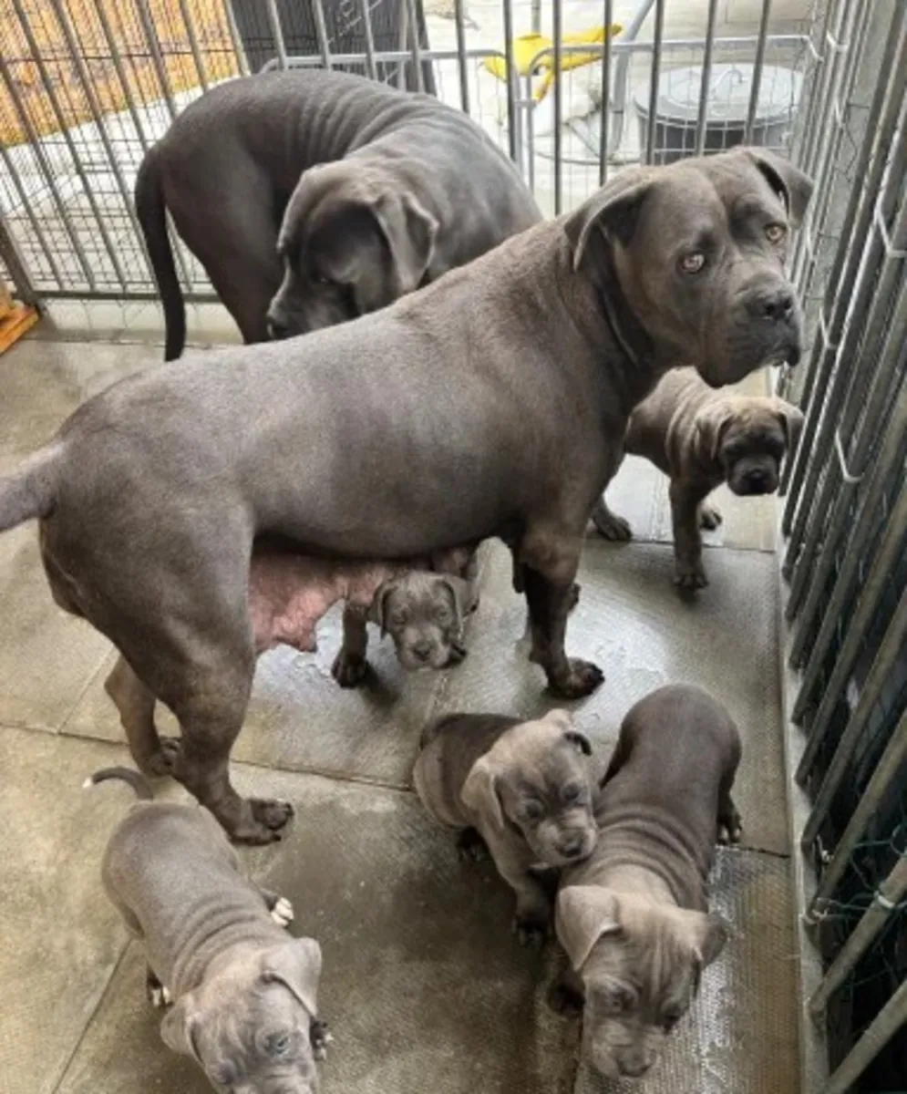 Cane Corso Welpen suchen ein neues Zuhause