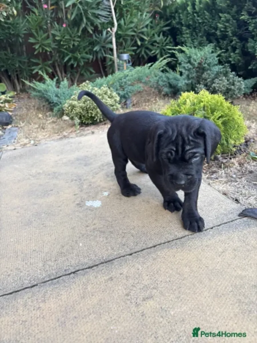 Cane Corso Welpen suchen ein neues Zuhause