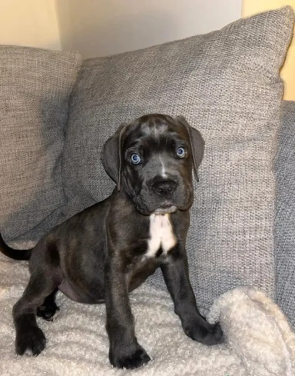 Cane Corso Welpen suchen ein neues Zuhause