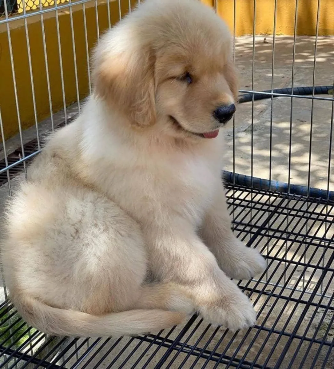 Golden Retriever for sale 