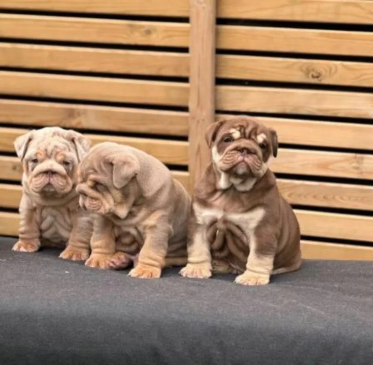 Amazing Litter Of French Bulldog Puppies