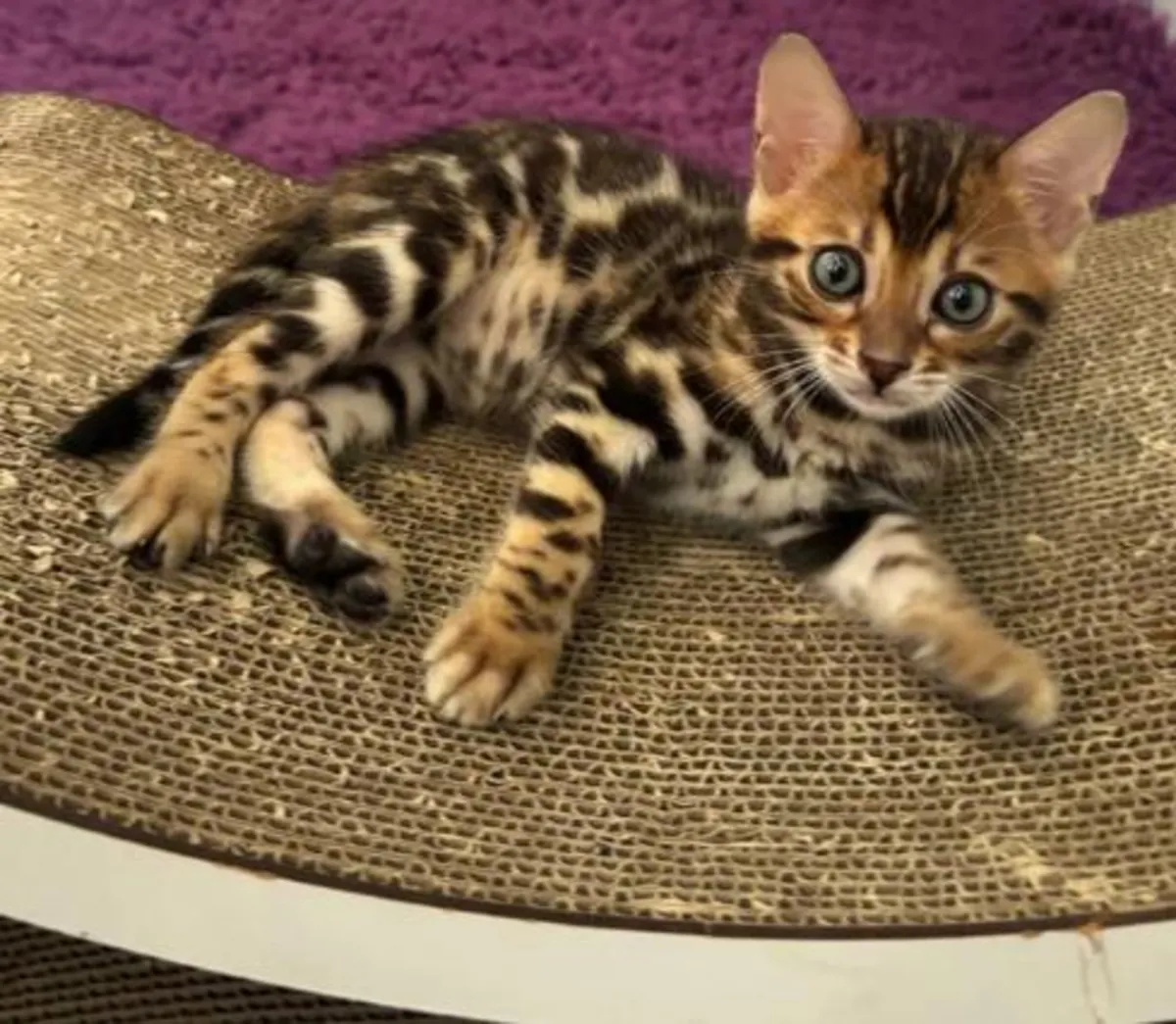 Stunning Bengal Kittens