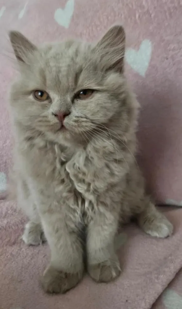 Stunning British Shorthair Kittens