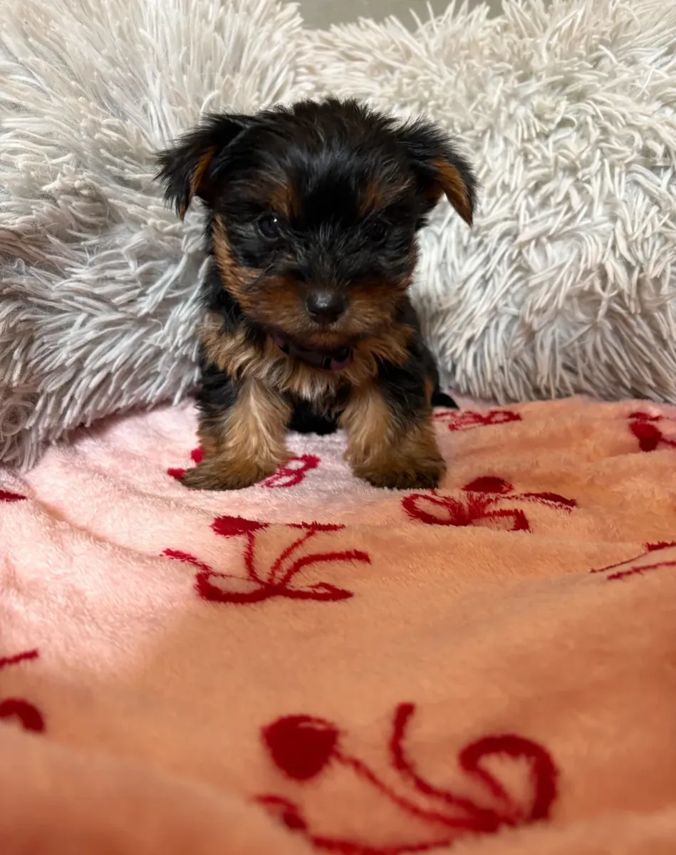 Cachorros Yorkshire Terrier (tamaño "teacup") adorables