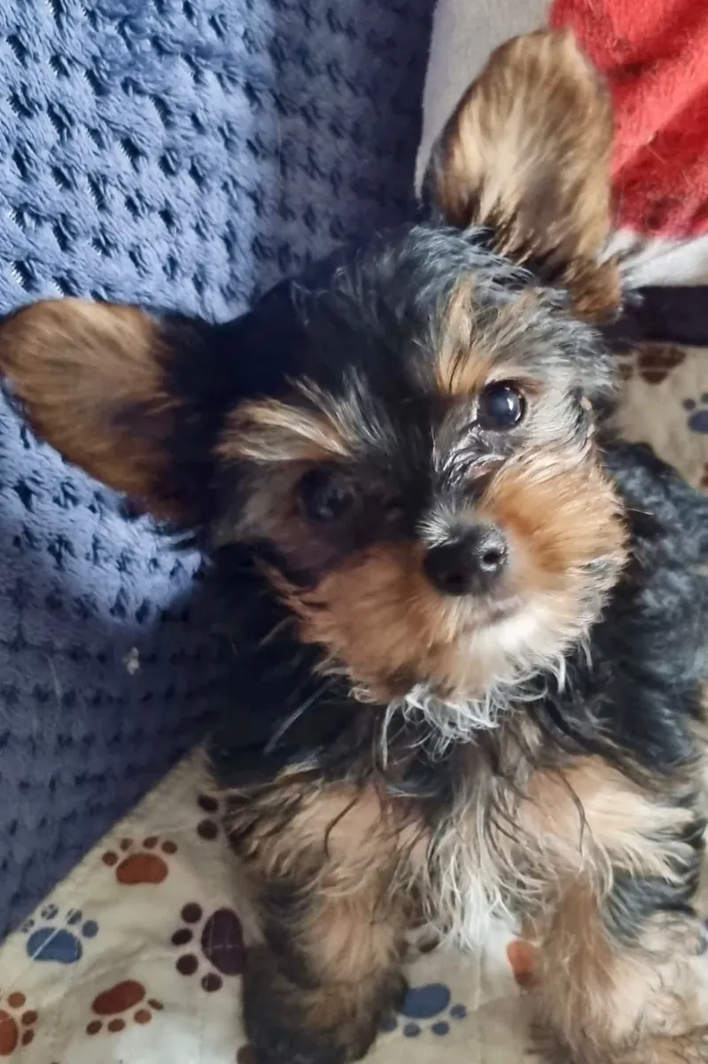 Cachorro de Yorkshire Terrier bien socializado