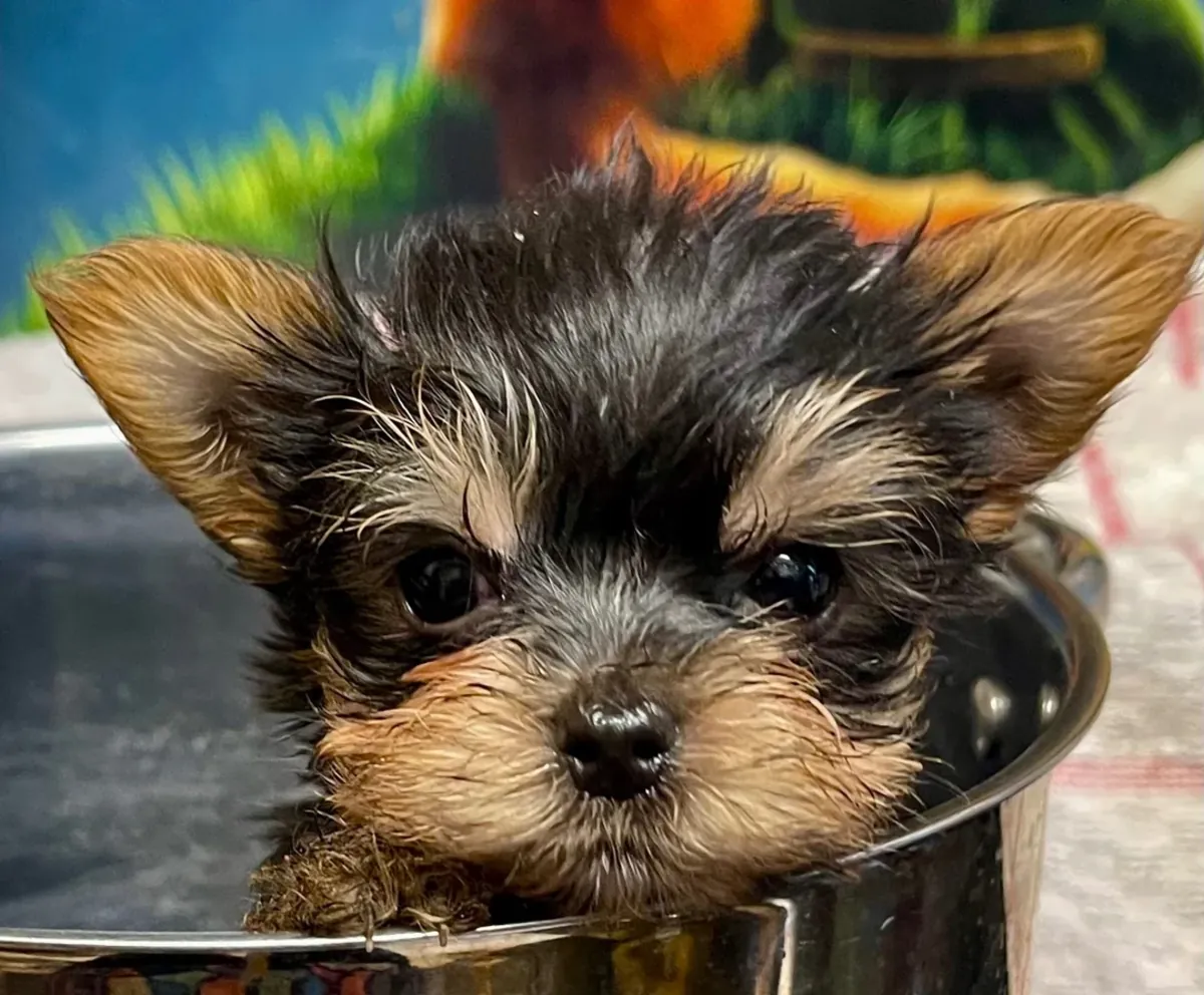 Cachorros de Yorkshire Terrier sanos (machos y hembras)