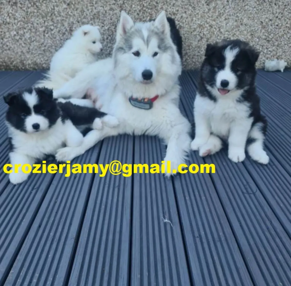 Chiots samoyède