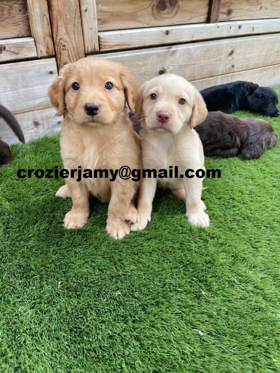 Chiots labrador retriever