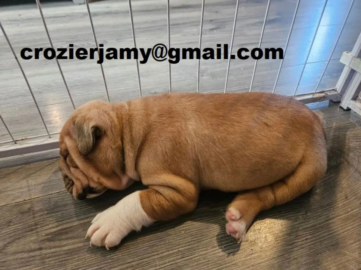 Chiots bulldog anglais