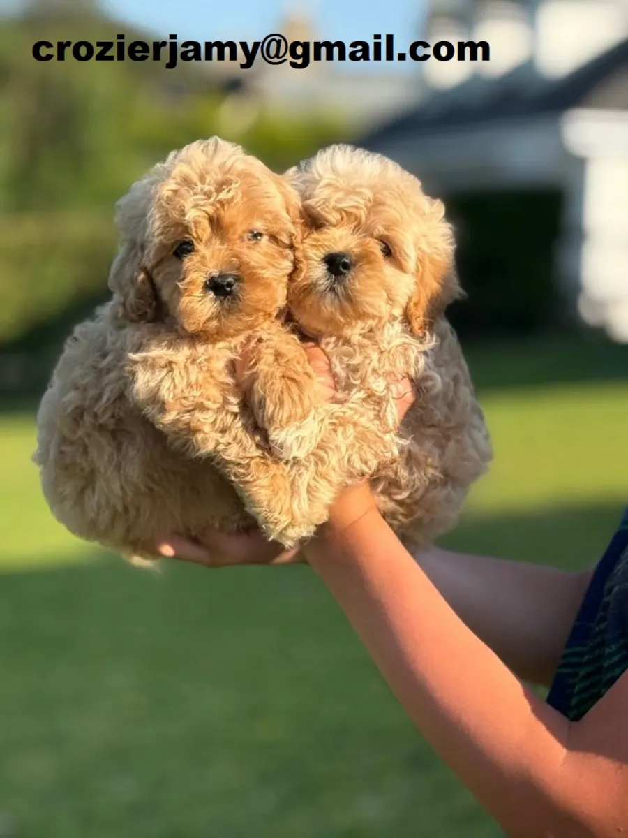 可卡普犬幼犬