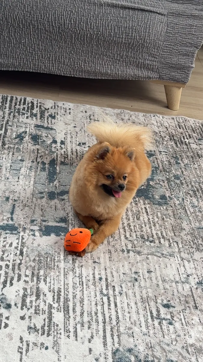 Pomeranian