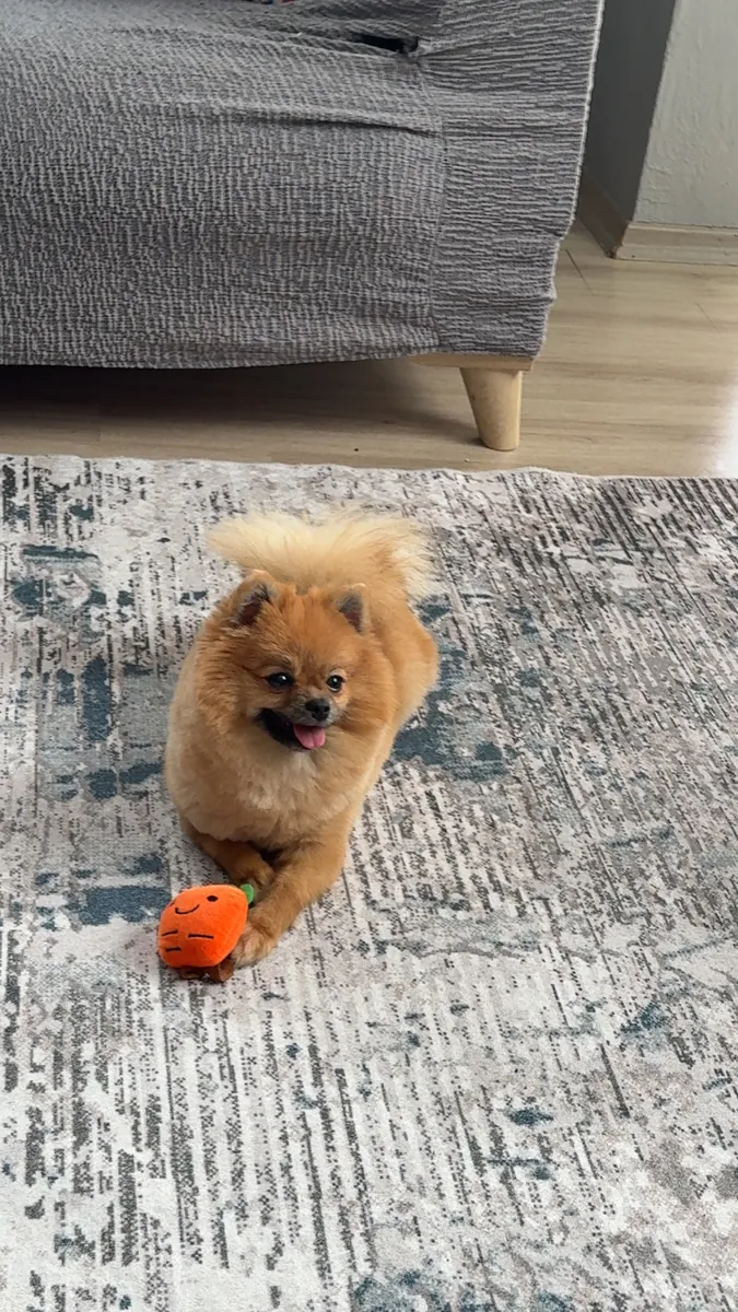 Pomeranian