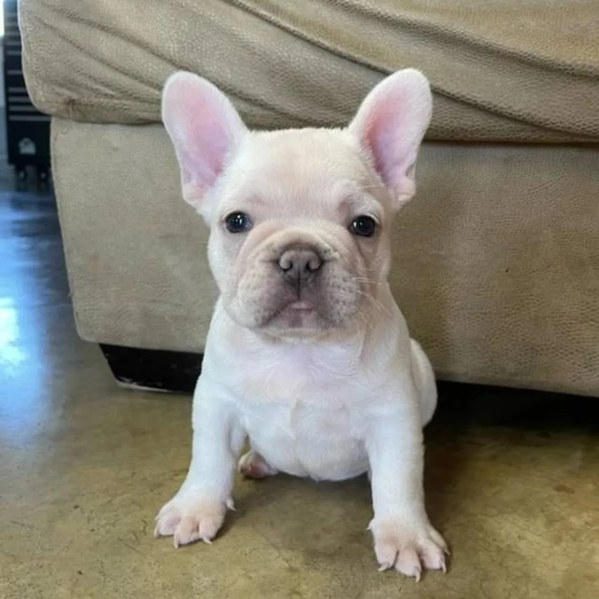 Bouledogue Français de Pure Race