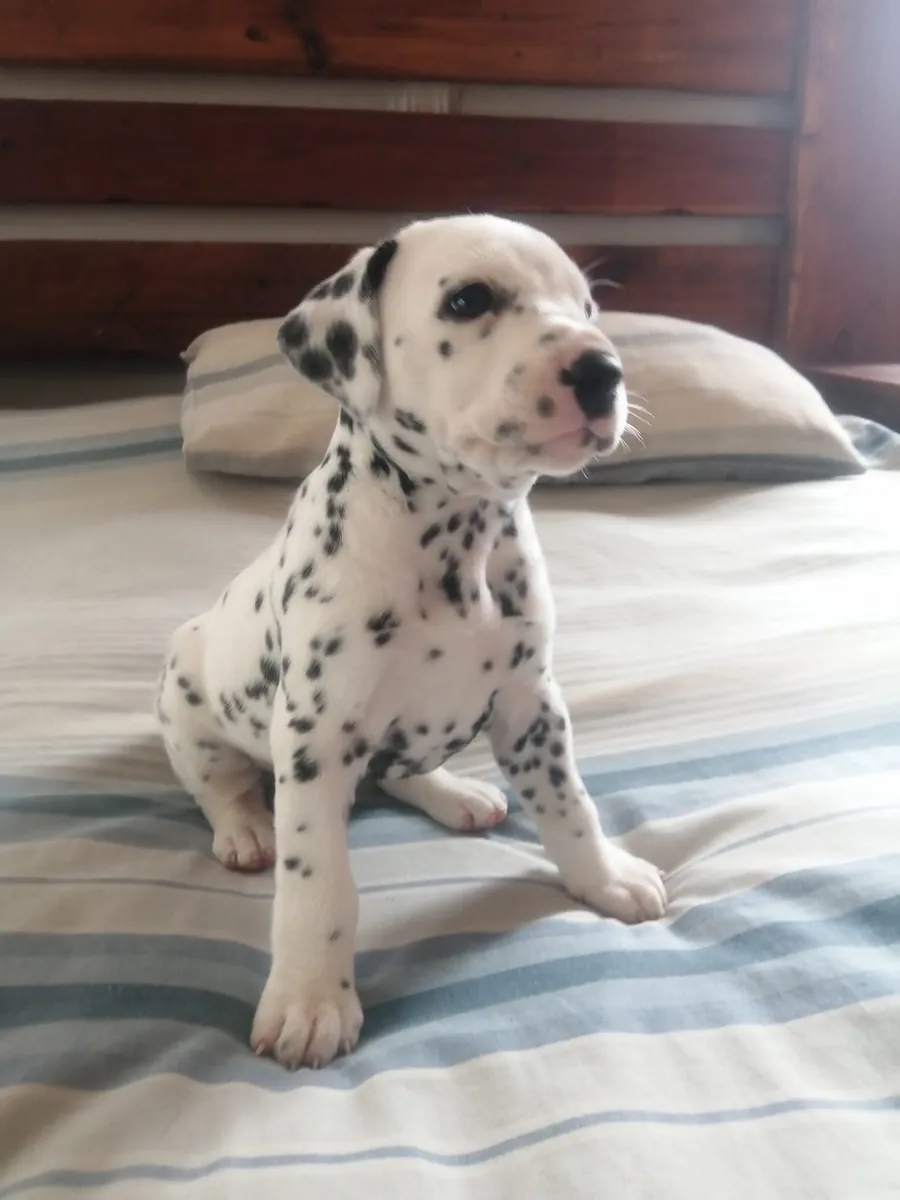 Preciosos cachorros dálmatas