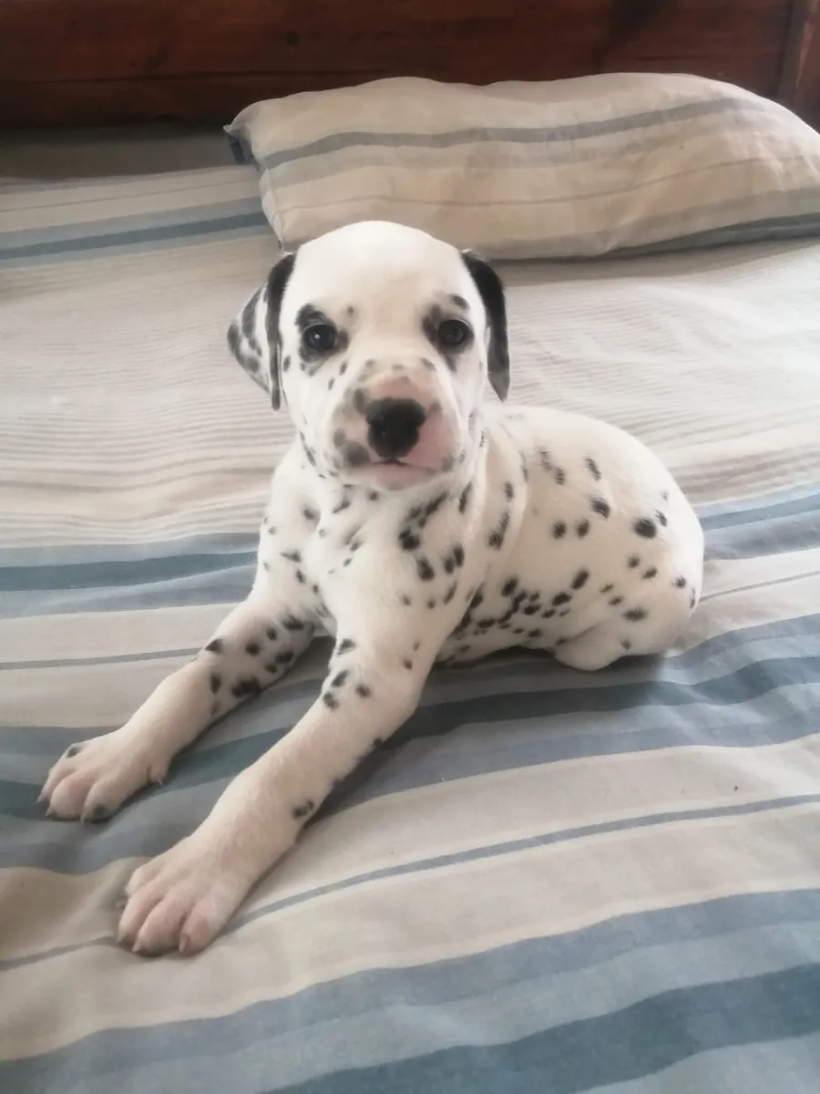 Preciosos cachorros dálmatas