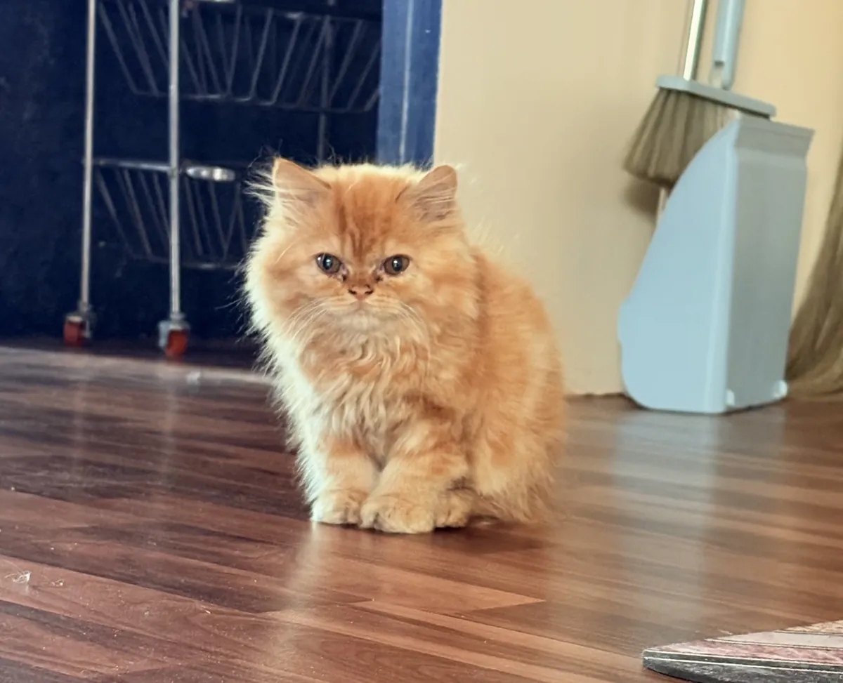 My Persian cat Moko wants to mate.