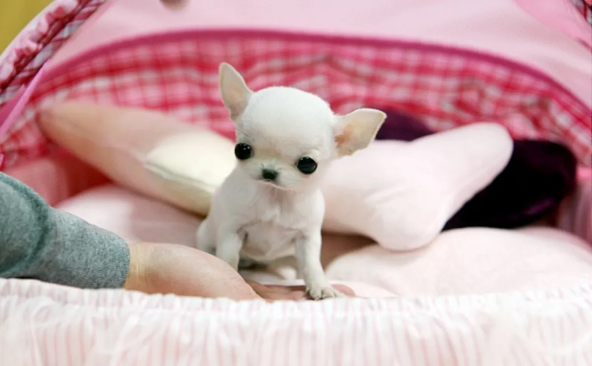 Adopisyon için mevcut mini chihuahua yavruları