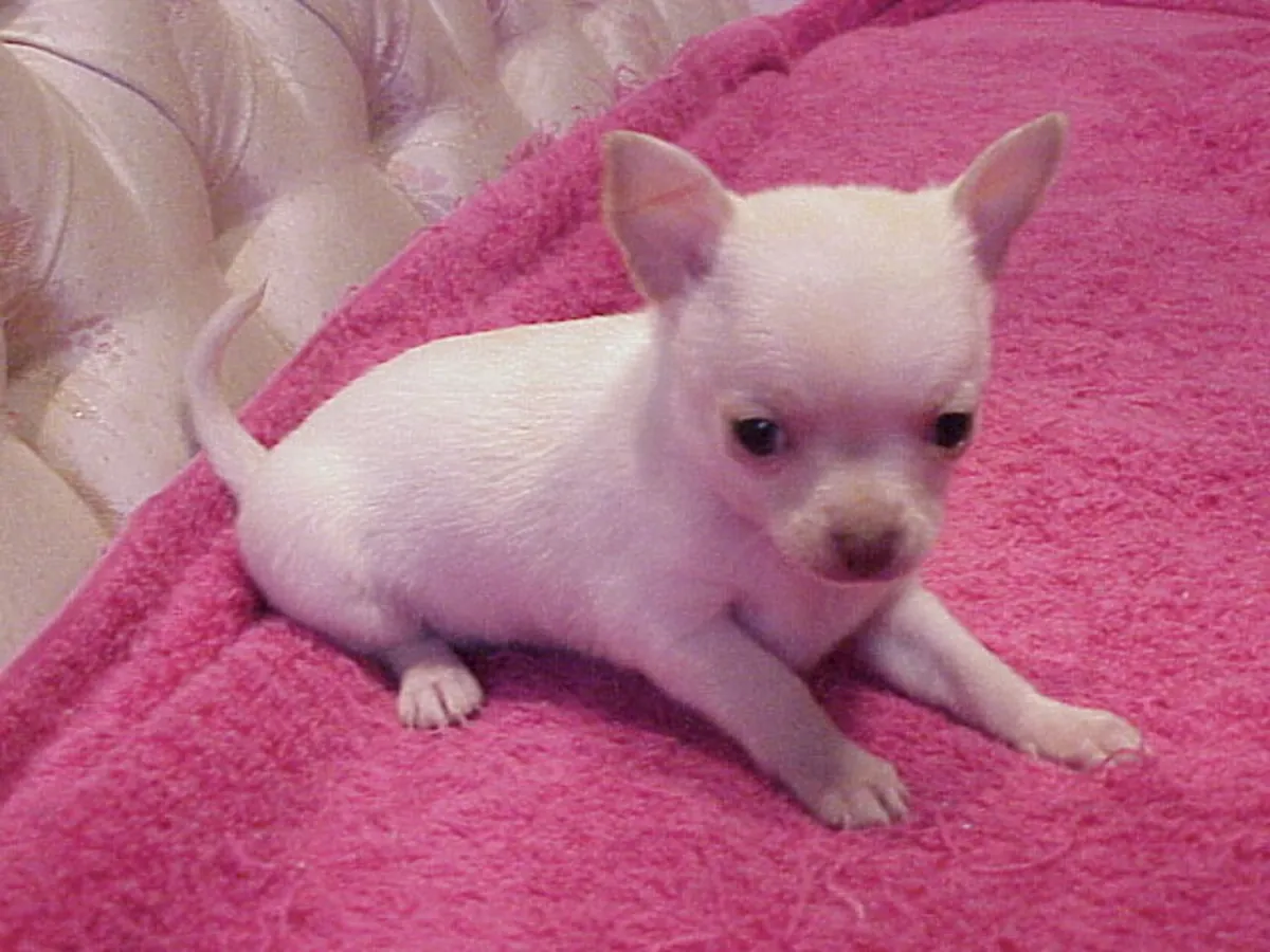 Adopisyon için mevcut mini chihuahua yavruları