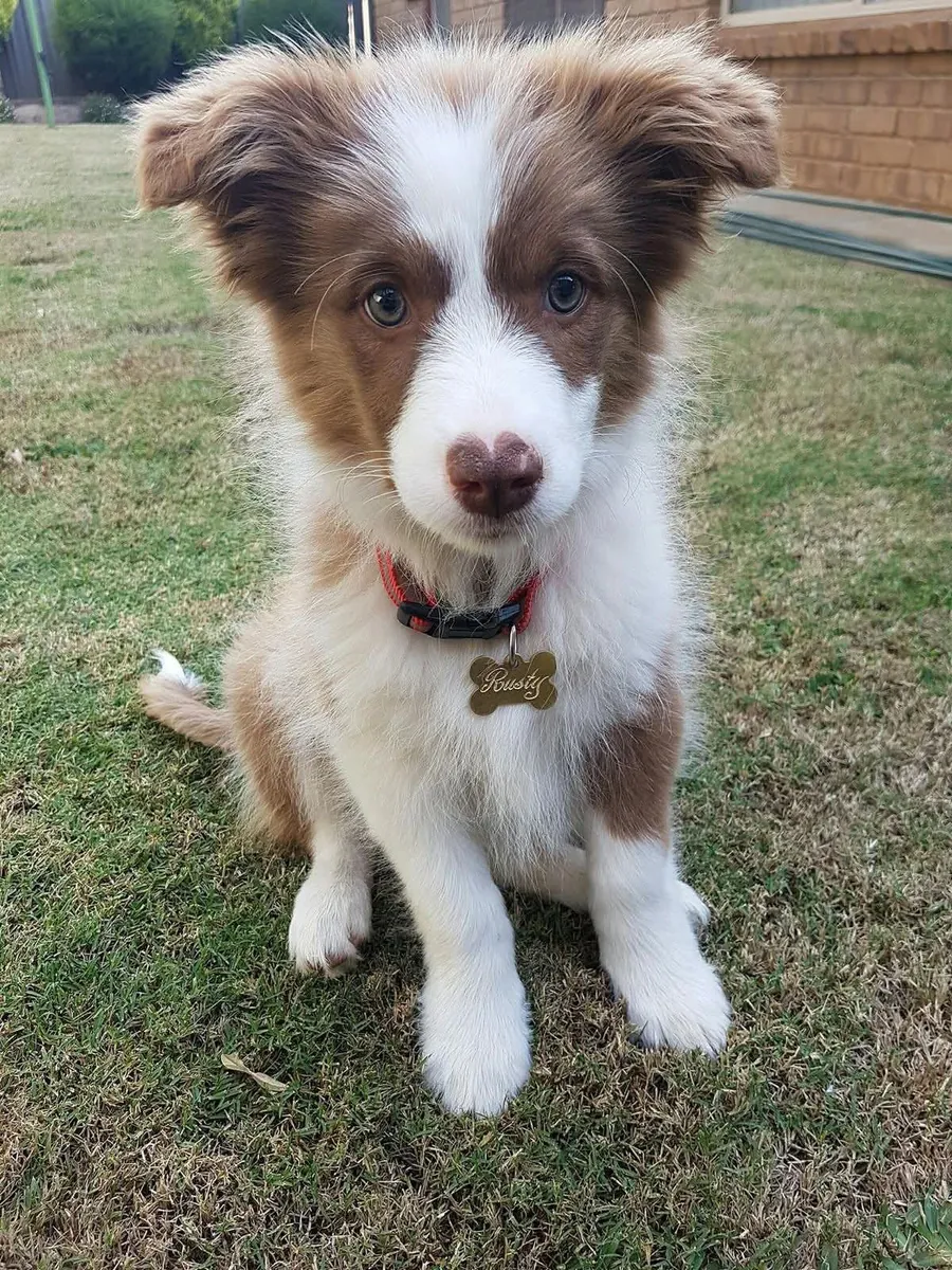 边境牧羊犬幼犬
