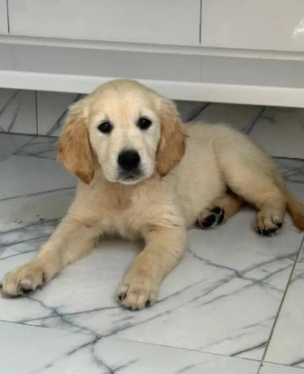 Beaux chiots Labrador Retriever