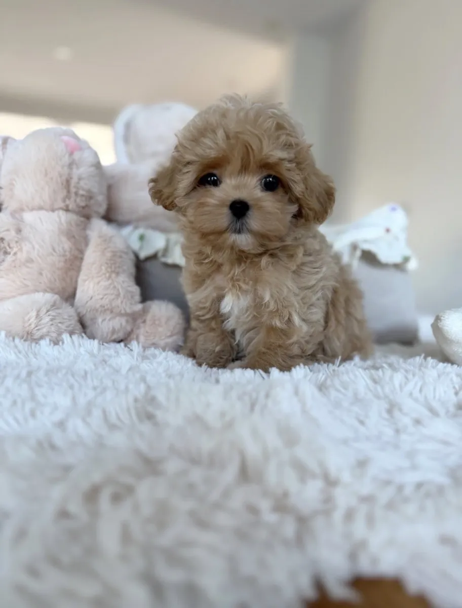 可爱的马尔济斯犬幼犬需要爱和新家。