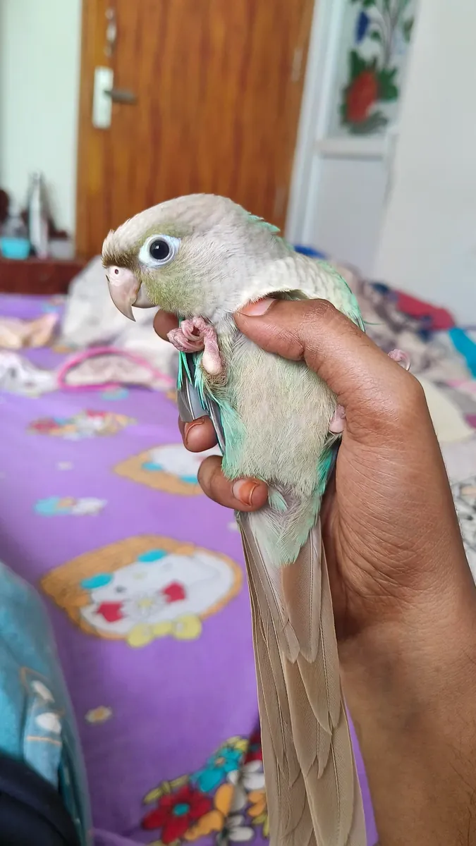 He wants more attention than I expected, so I'm giving up.