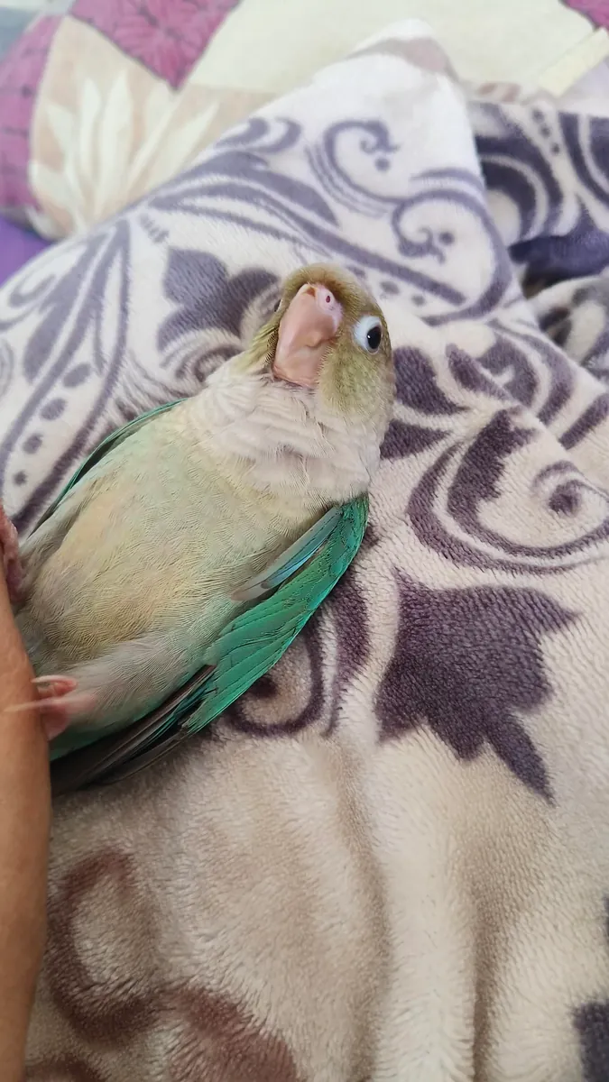 He wants more attention than I expected, so I'm giving up.