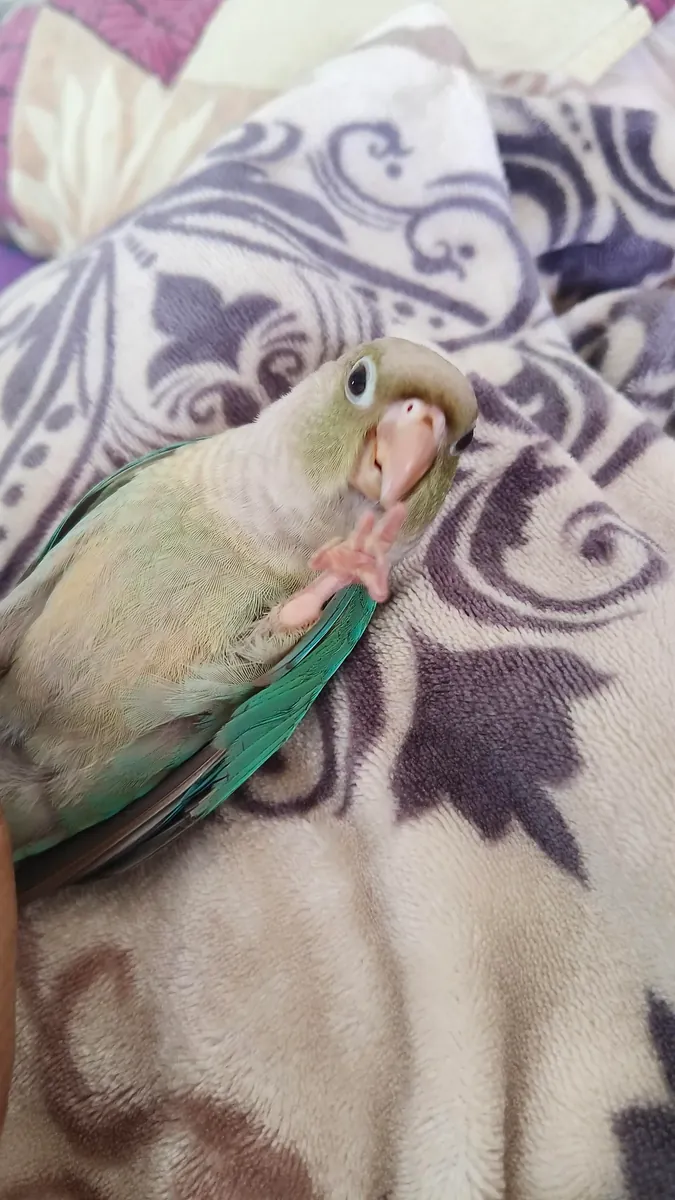 He wants more attention than I expected, so I'm giving up.