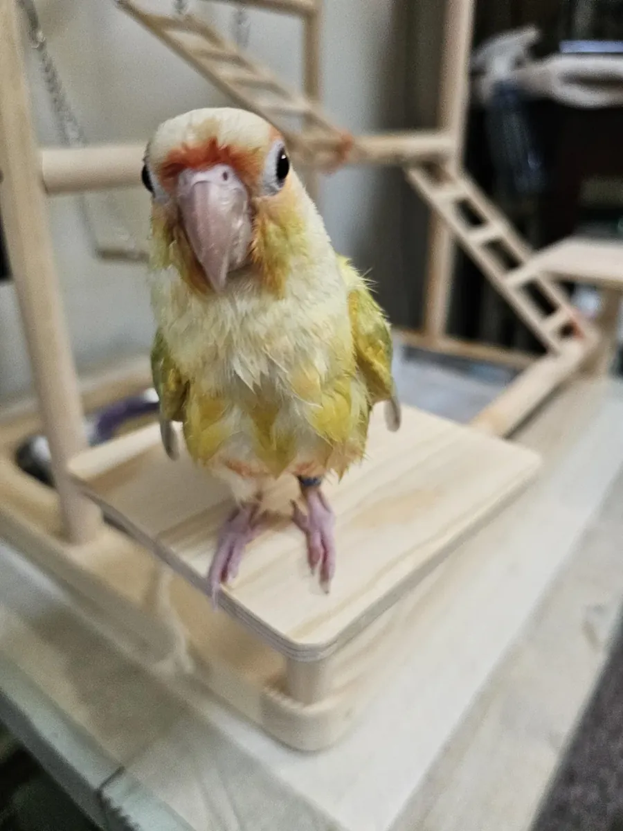 She stops talking when I get home; I don't know what she does when I'm not around.