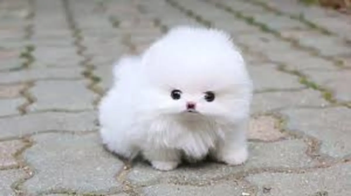 Excellent Pomeranian puppies