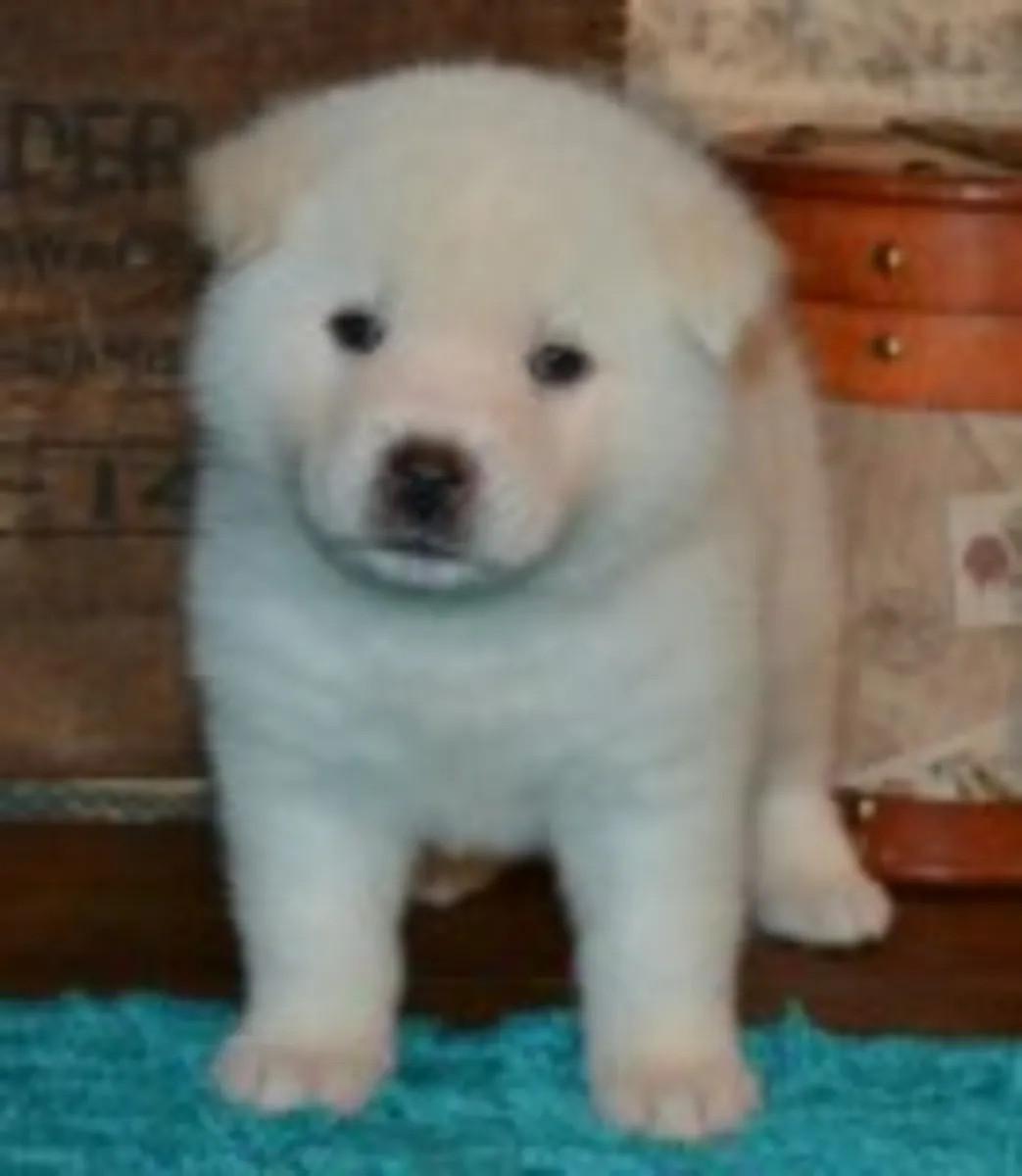 Cachorros Akita (boubadobekreo AT outlook.com)