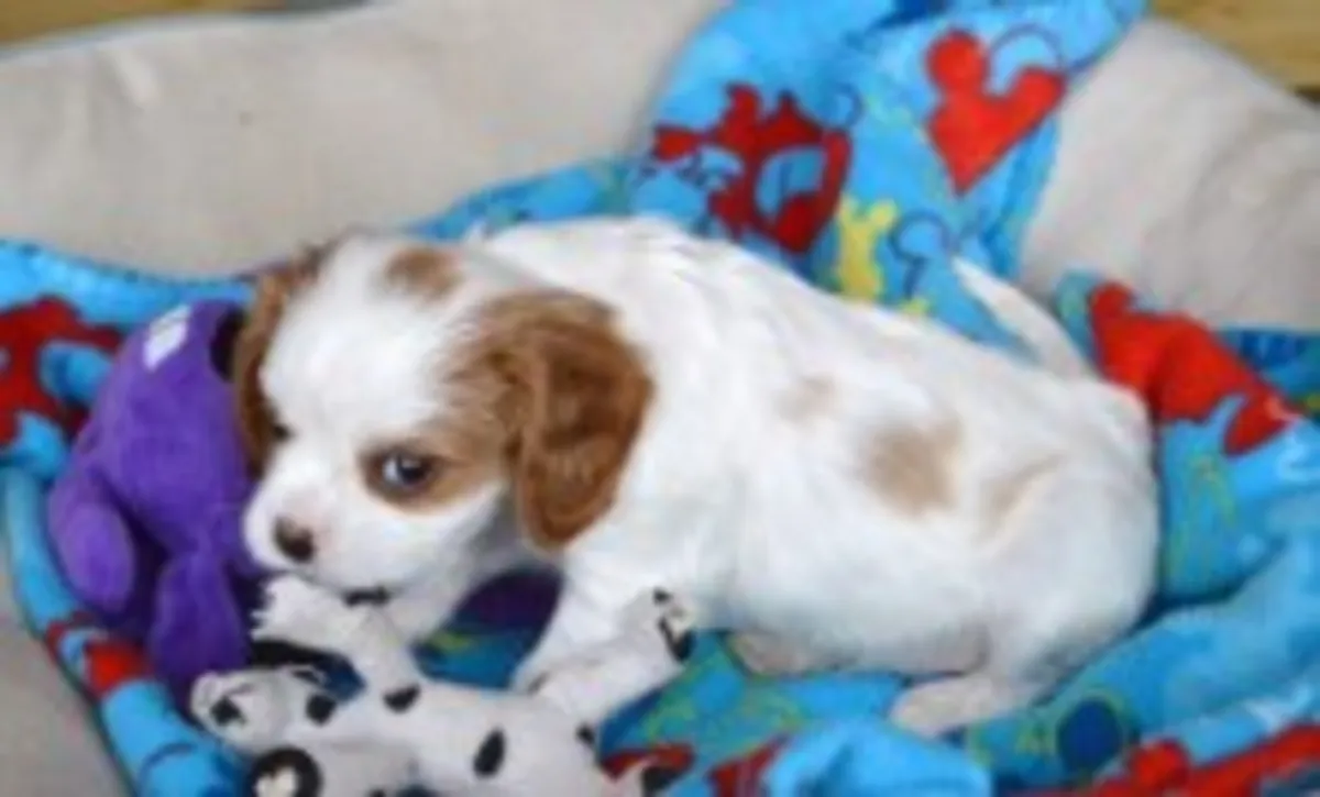 Cachorros King Charles. (sabasnjita1 AT outlook.com)