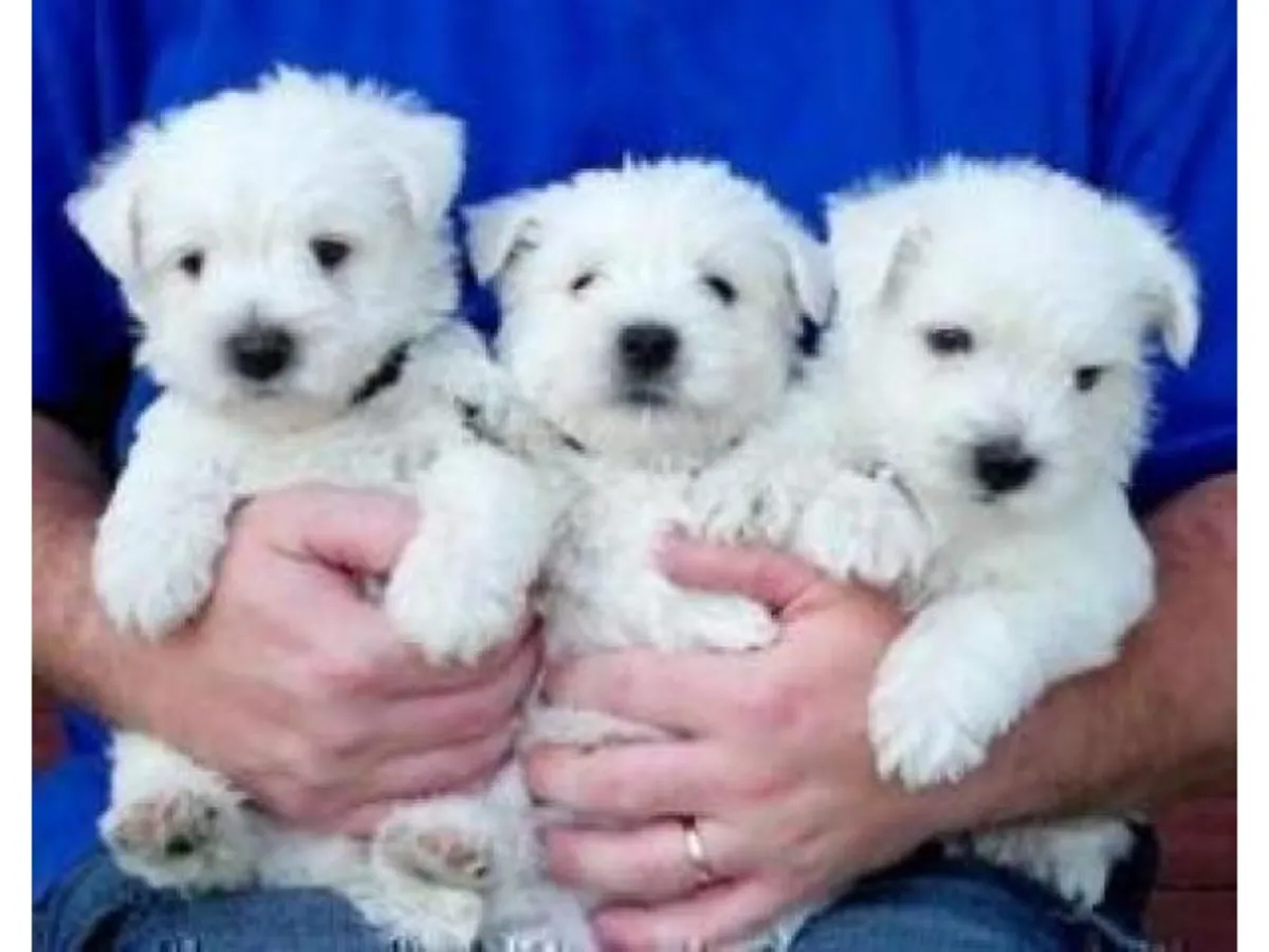 West Highland Beyaz Terrierleri. (rogermindong AT outlook.com)