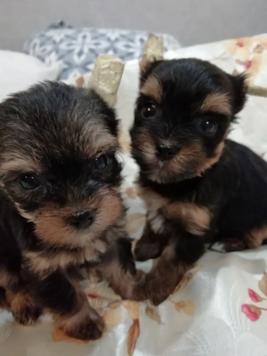 Adorable chiot Yorkshire Terrier