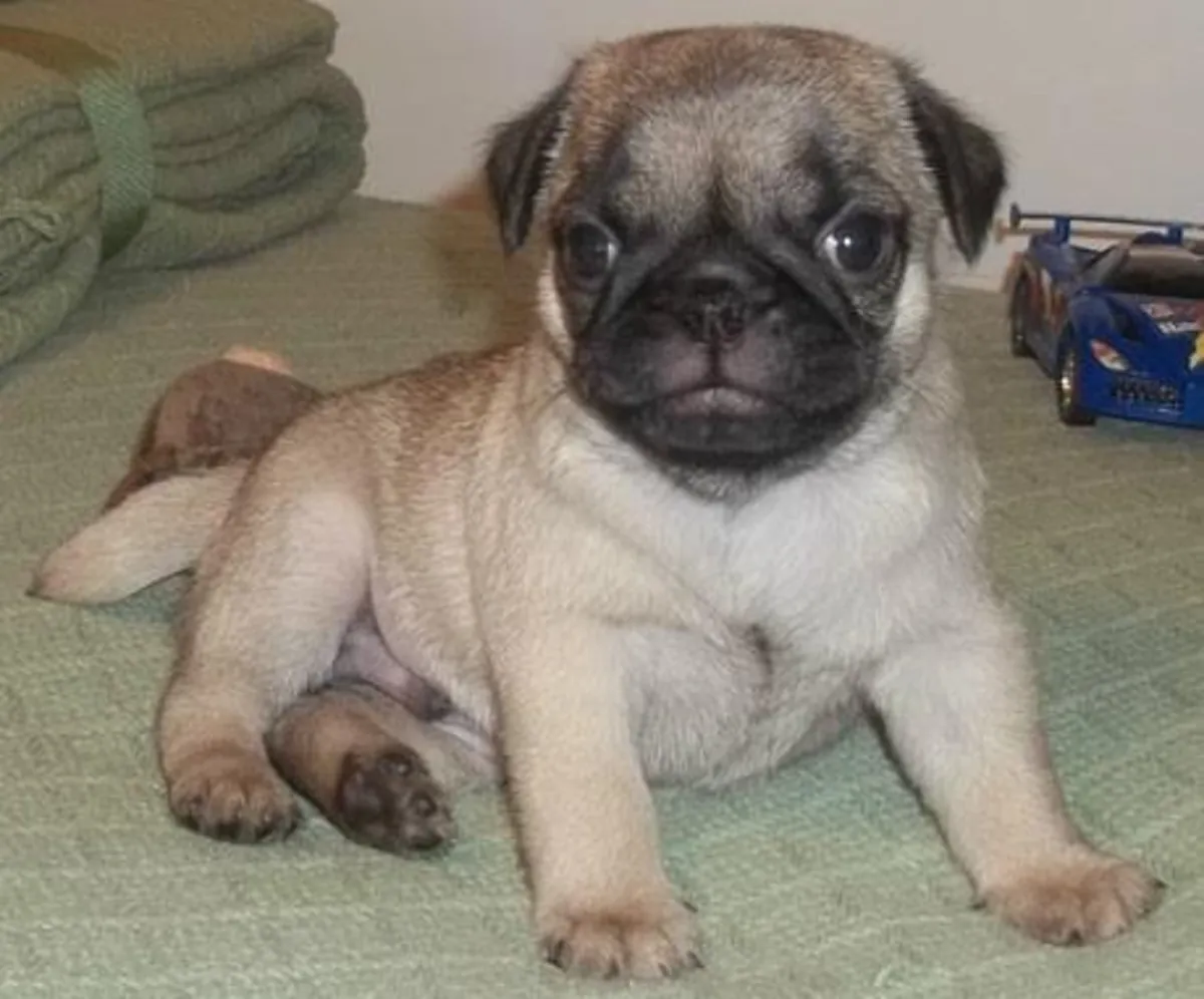 Cachorra Pug. (linuswilliams97 AT outlook.com)