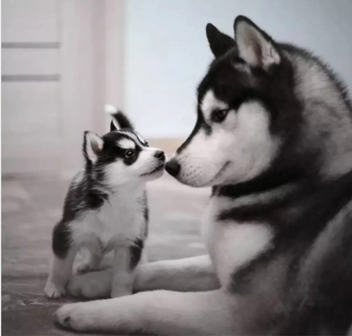 Chiots Husky de Sibérie mâles et femelles disponibles