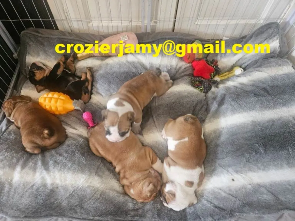 Çok buruşuk İngiliz Bulldog Yavruları