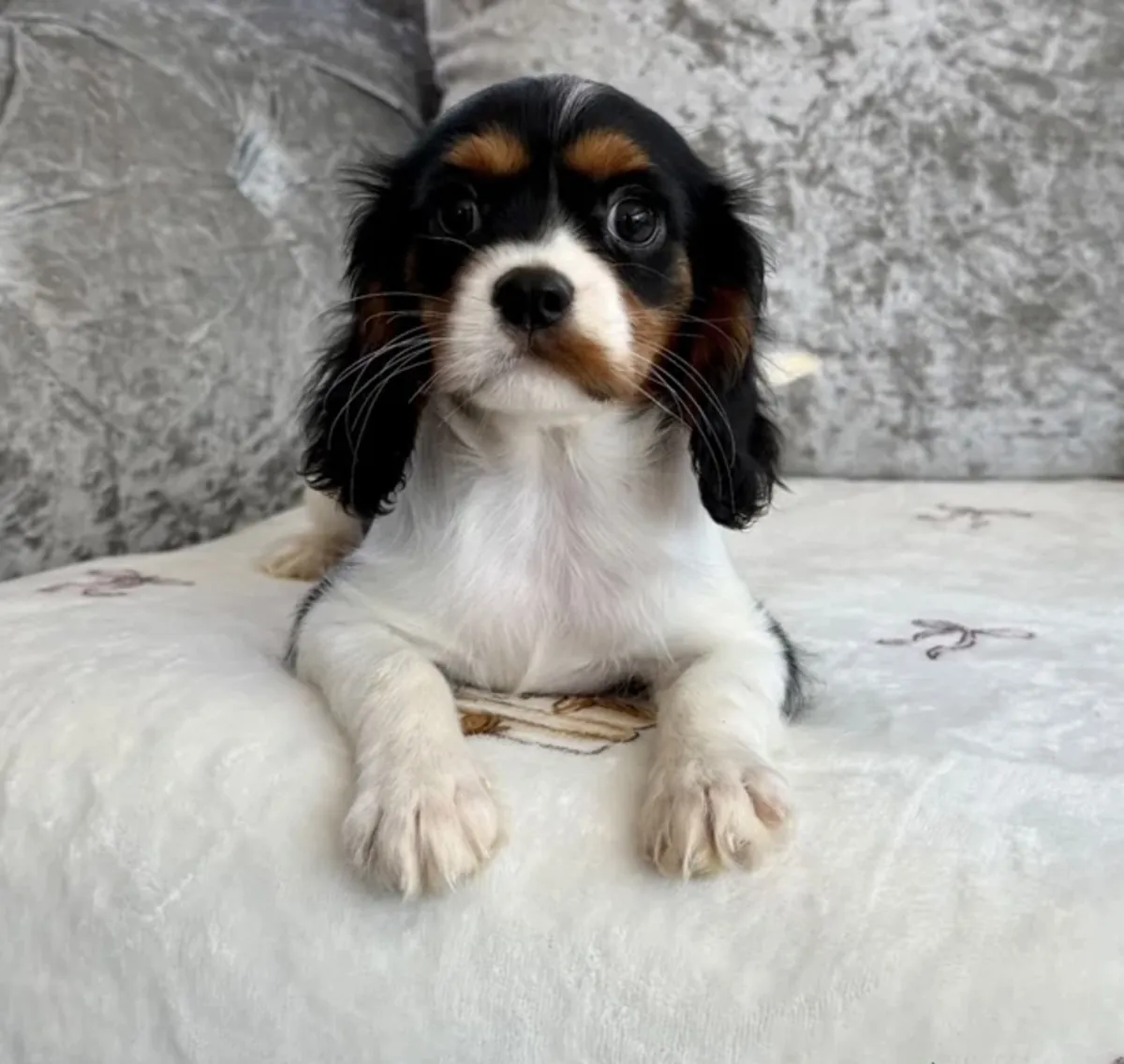 Adorable Cavalier King Charles spaniel 