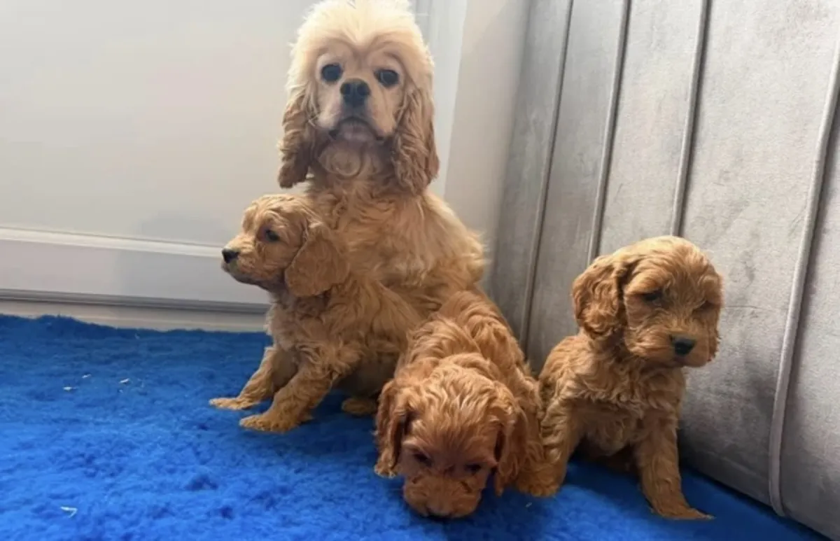 Beautiful Cavapoo available for new home